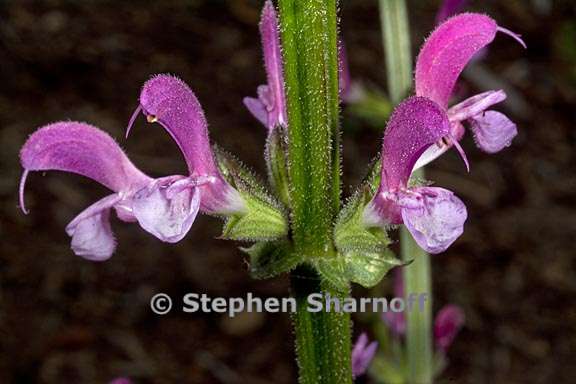 salvia hierosolymitana 3 graphic